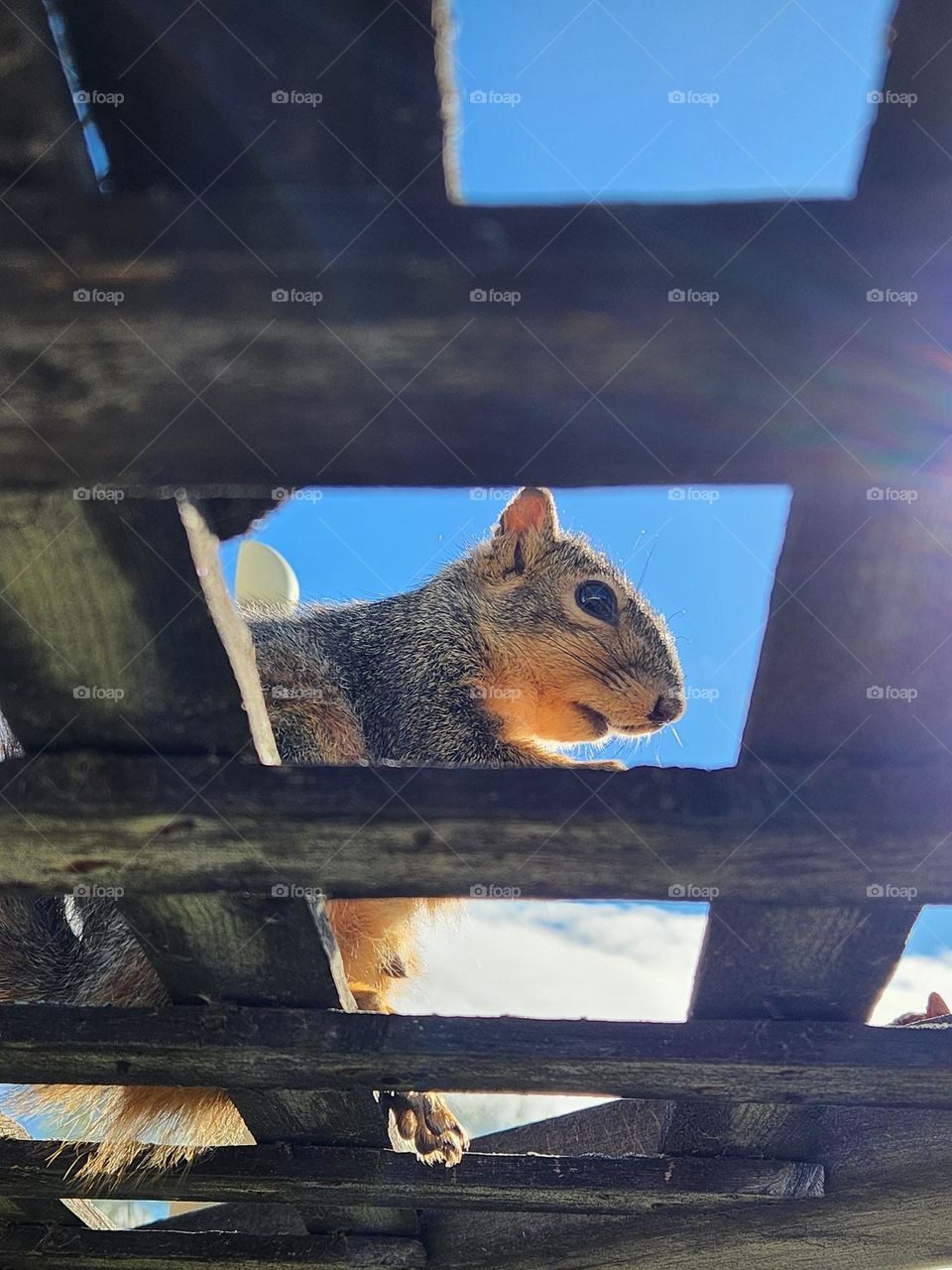 Squirrel Friend 20