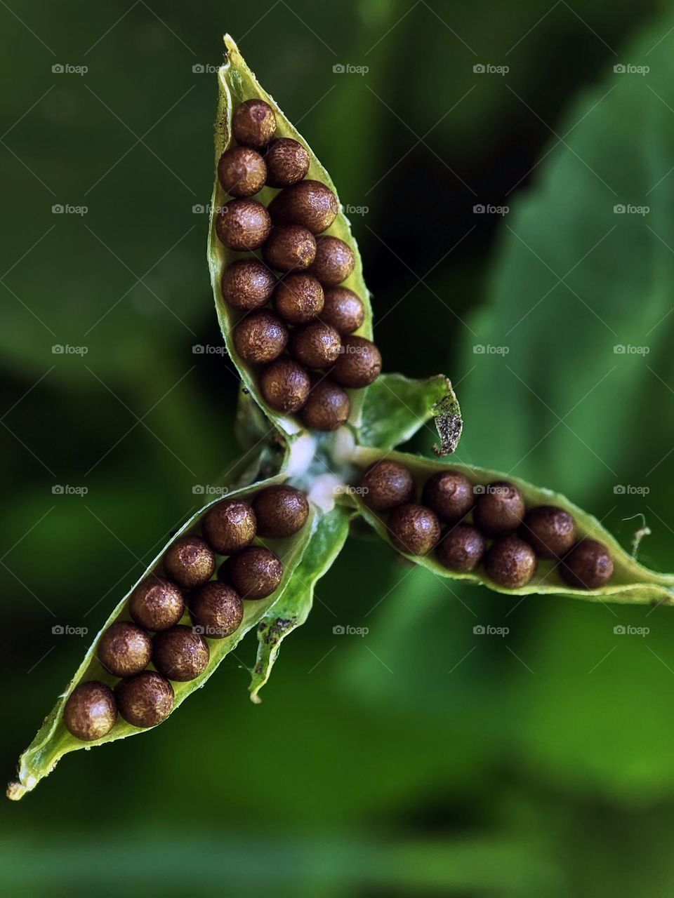 Macro photo of green grass growing in the garden