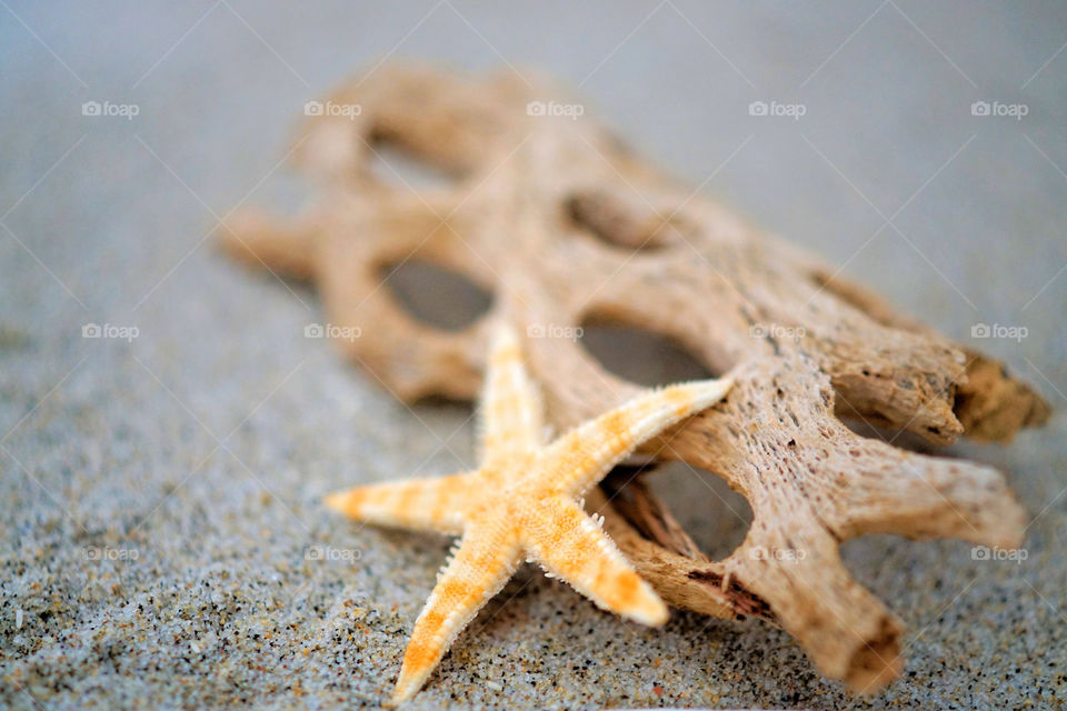 Starfish 