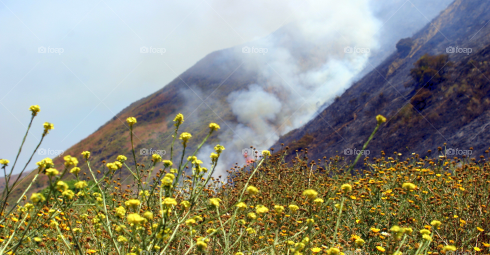 field light yellow nature by hlehnerer