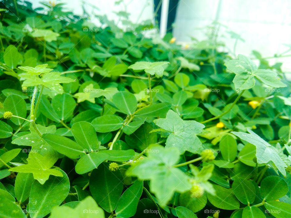very green foliage from natural plant