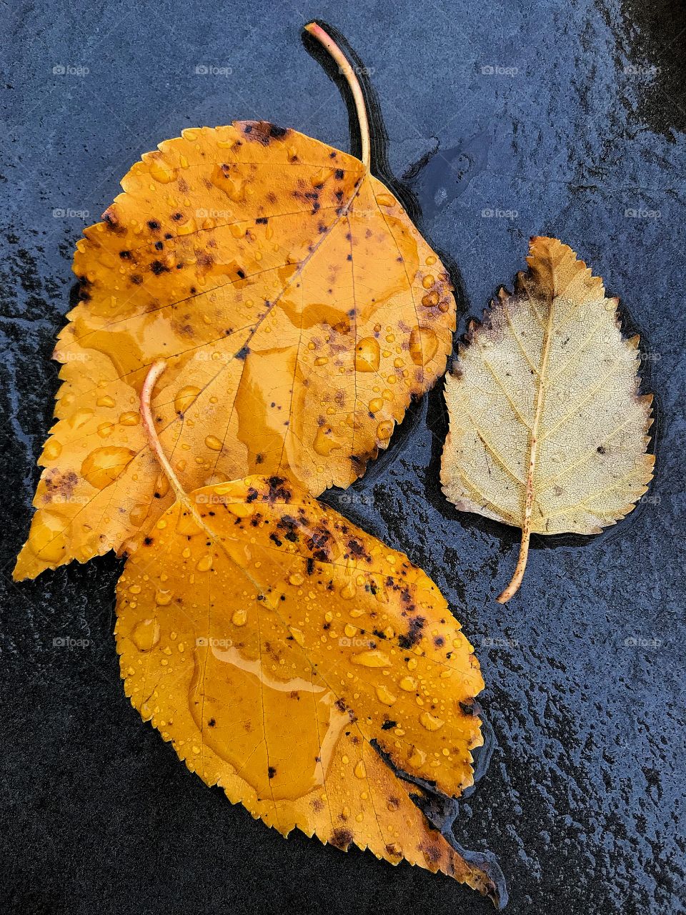 Birch leaves