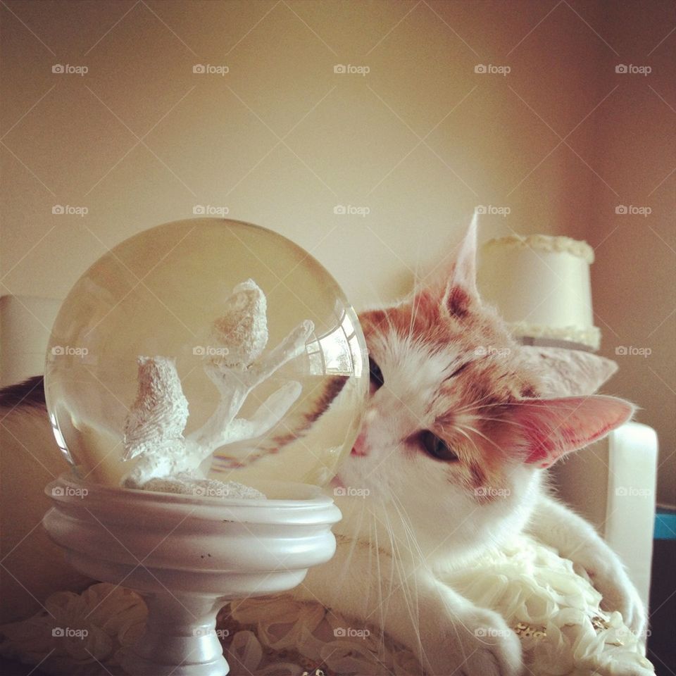 Cat snow globe 