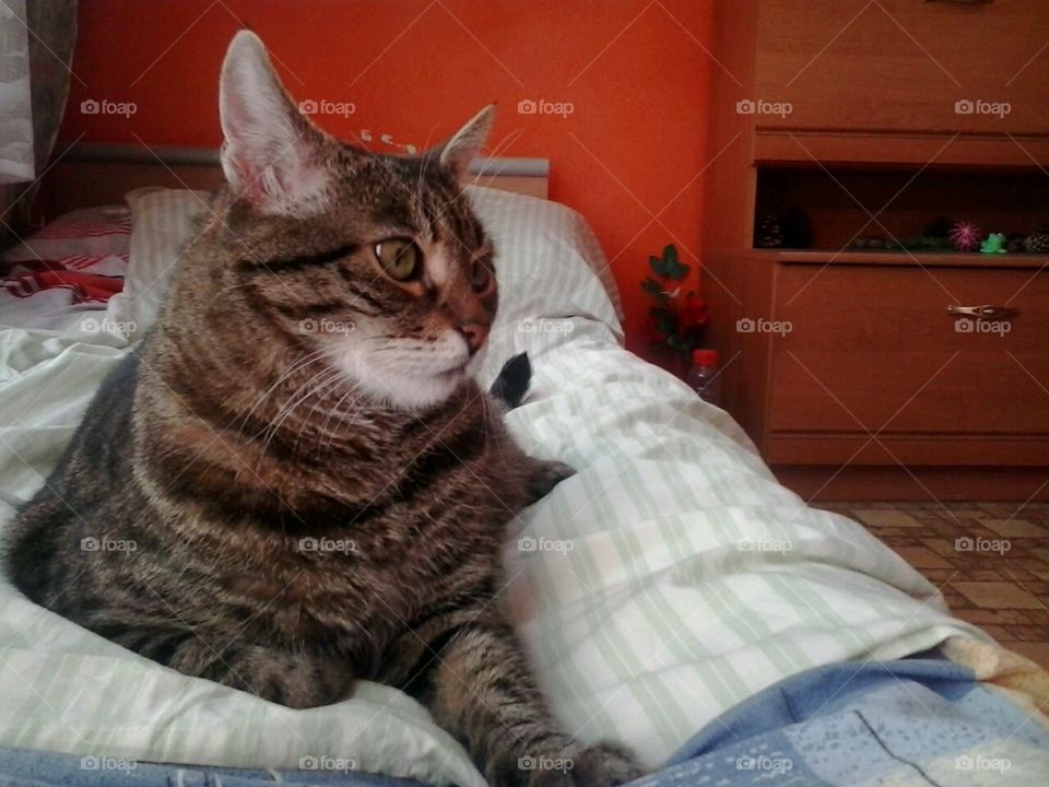 my cat Bastet