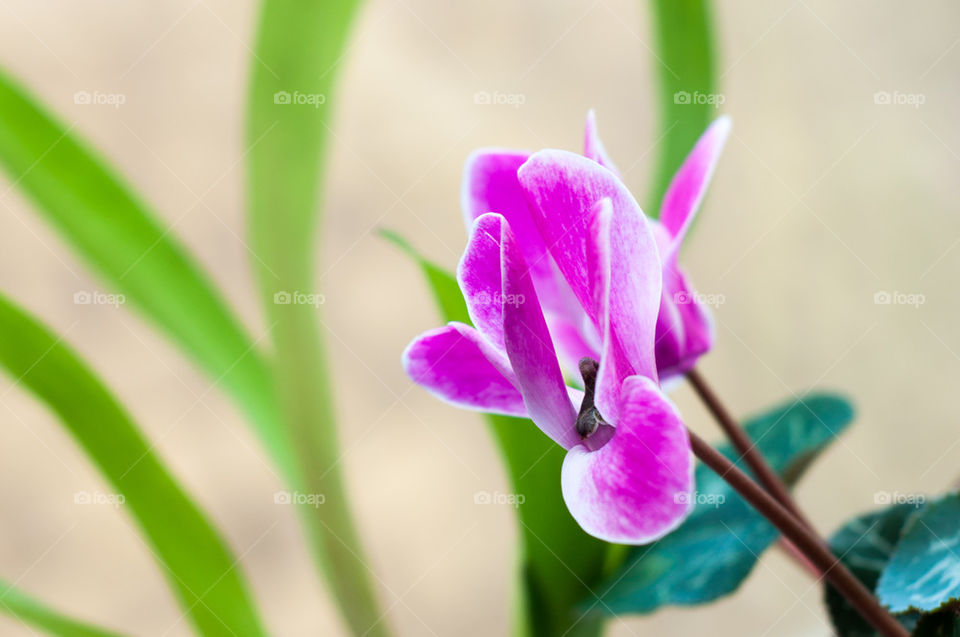 spring field pink flower by kk_tt
