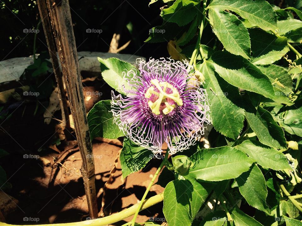 Purple Passion flower