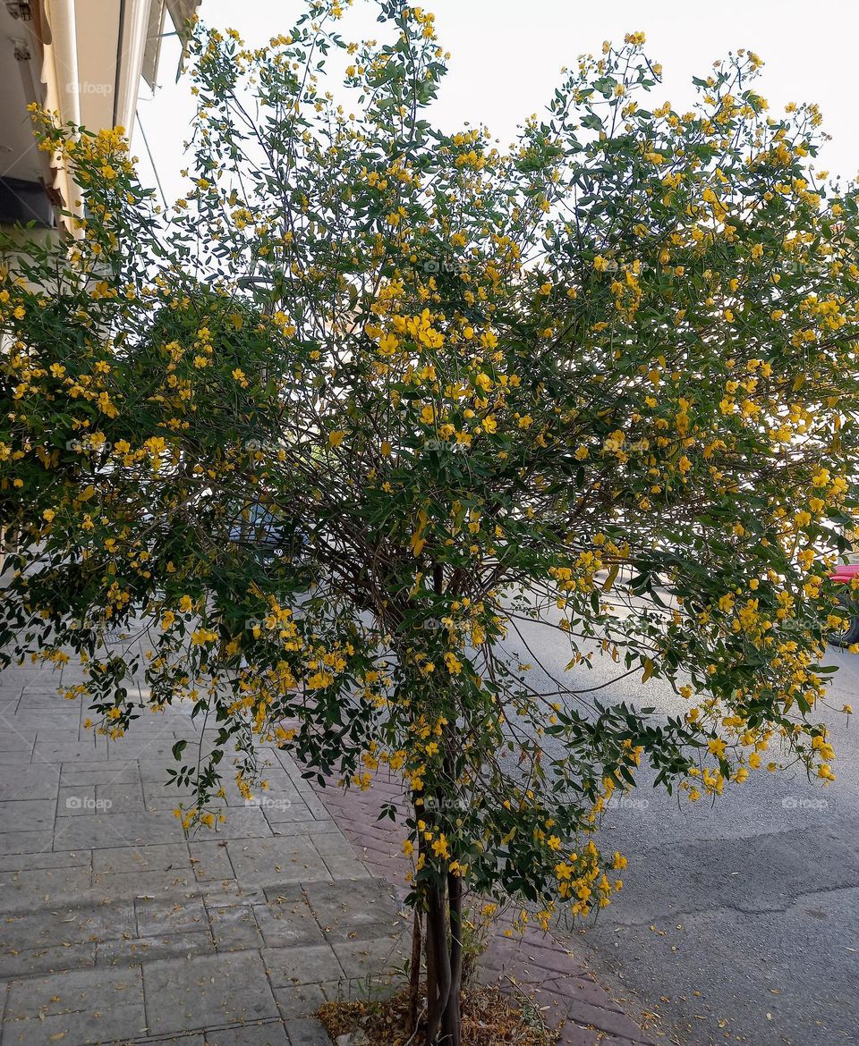 Νice tree with yellow  flowers