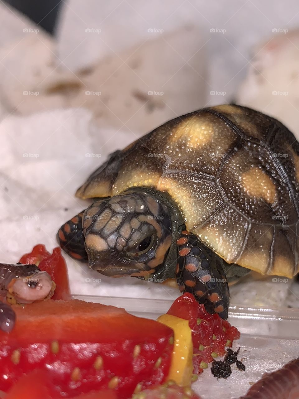 Red Footed Tortoise Hatchling