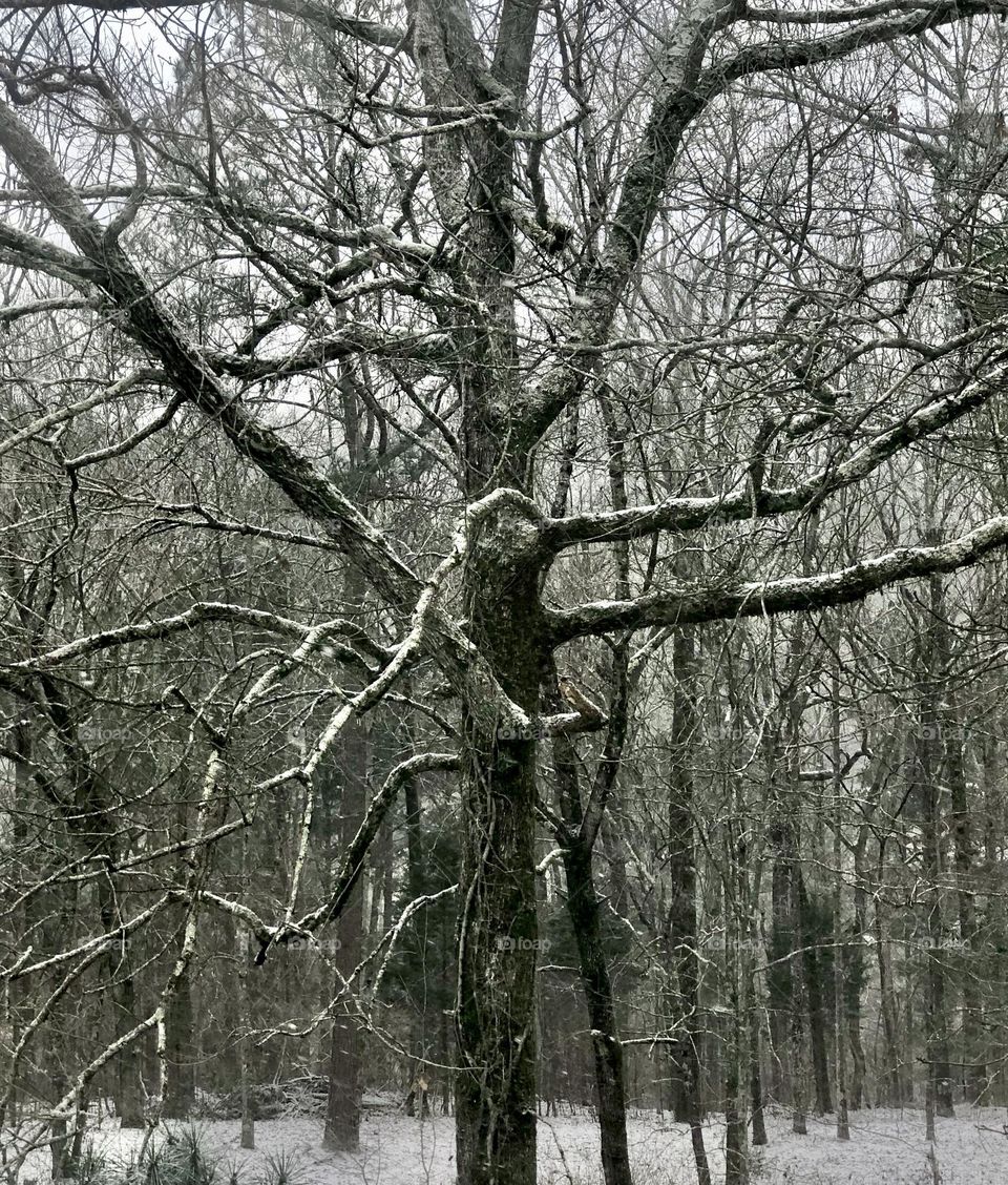 Stark view of bare branches in a light frosty snow. Looking out through the winter woods.