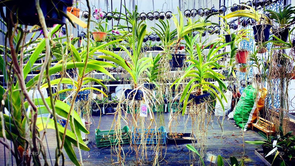 Viveiro. Plantação de orquídeas.