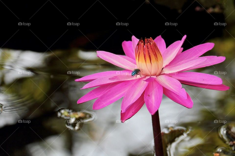 Brilliant coloured lotus