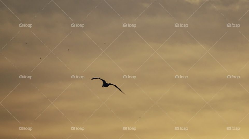 Gull flying. Gull flying