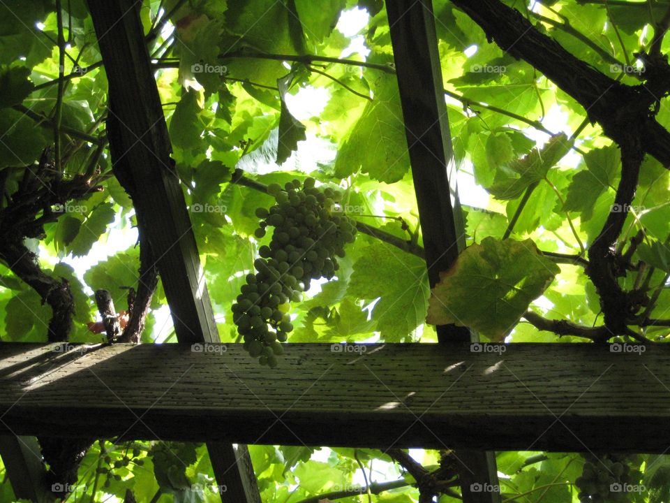 Green grapes hanging. Grape vine with green grapes hanging from above. Light filtering through the canopy.