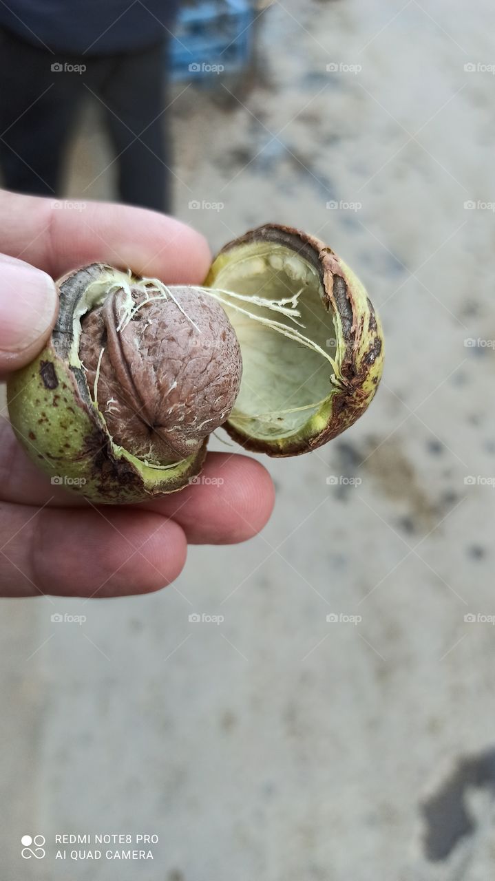 Ripened  Wallnut  just  came out from its Shell....