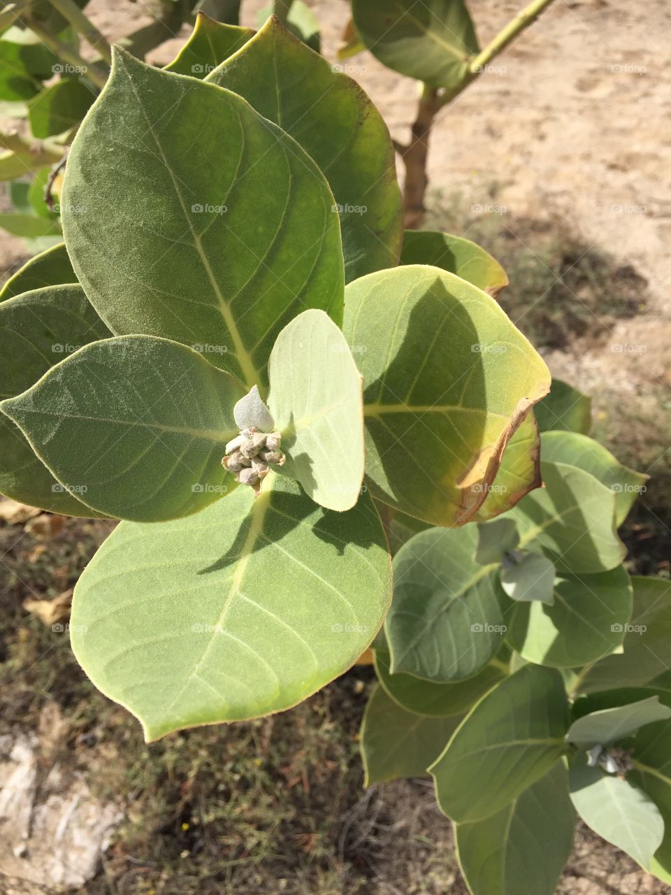 Flower in Cape Verde