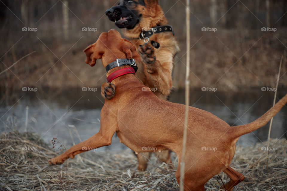 German shepherd young male dog and Hungarian vizsla playing outdoor at spring evening 