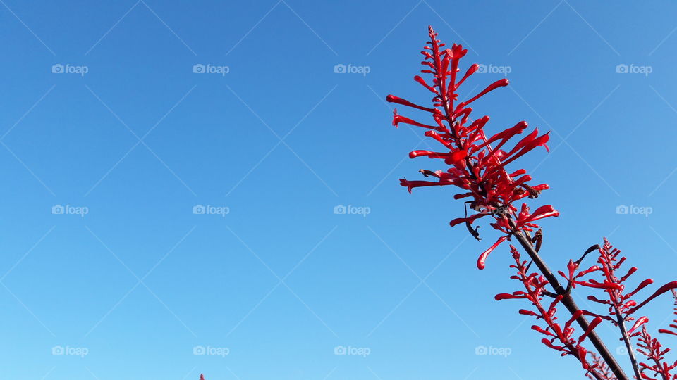 Sky, No Person, Nature, Flower, Blue Sky