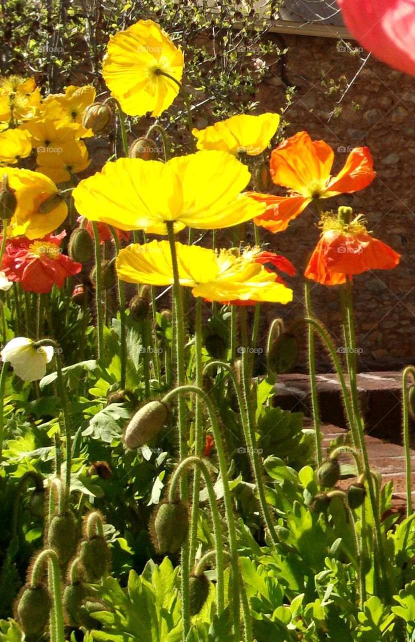 poppies in the sun