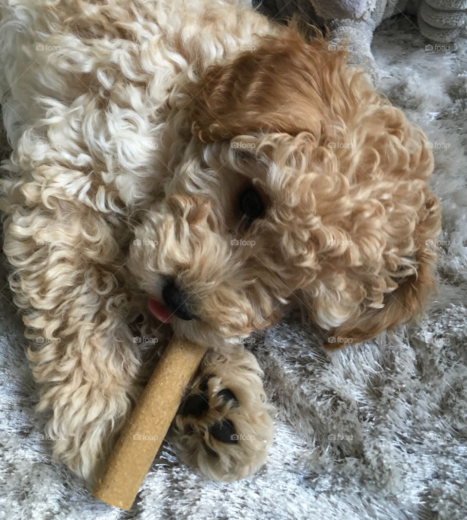Cockapoo chewing on his toy