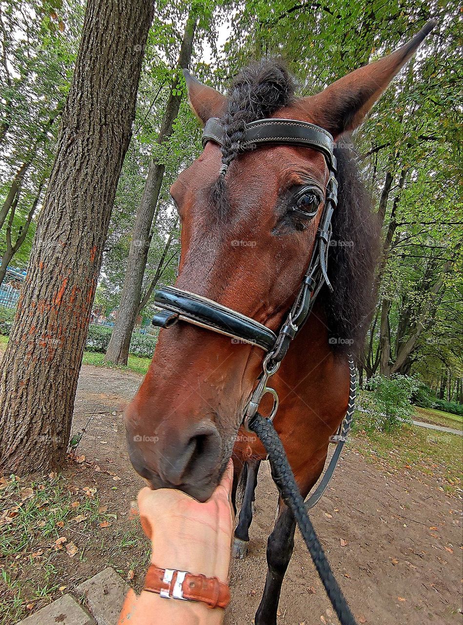 Animals. Horses. In the park stand is a bay horse with a black mane braided into a pigtail. In the foreground is an outstretched hand that feeds a horse.