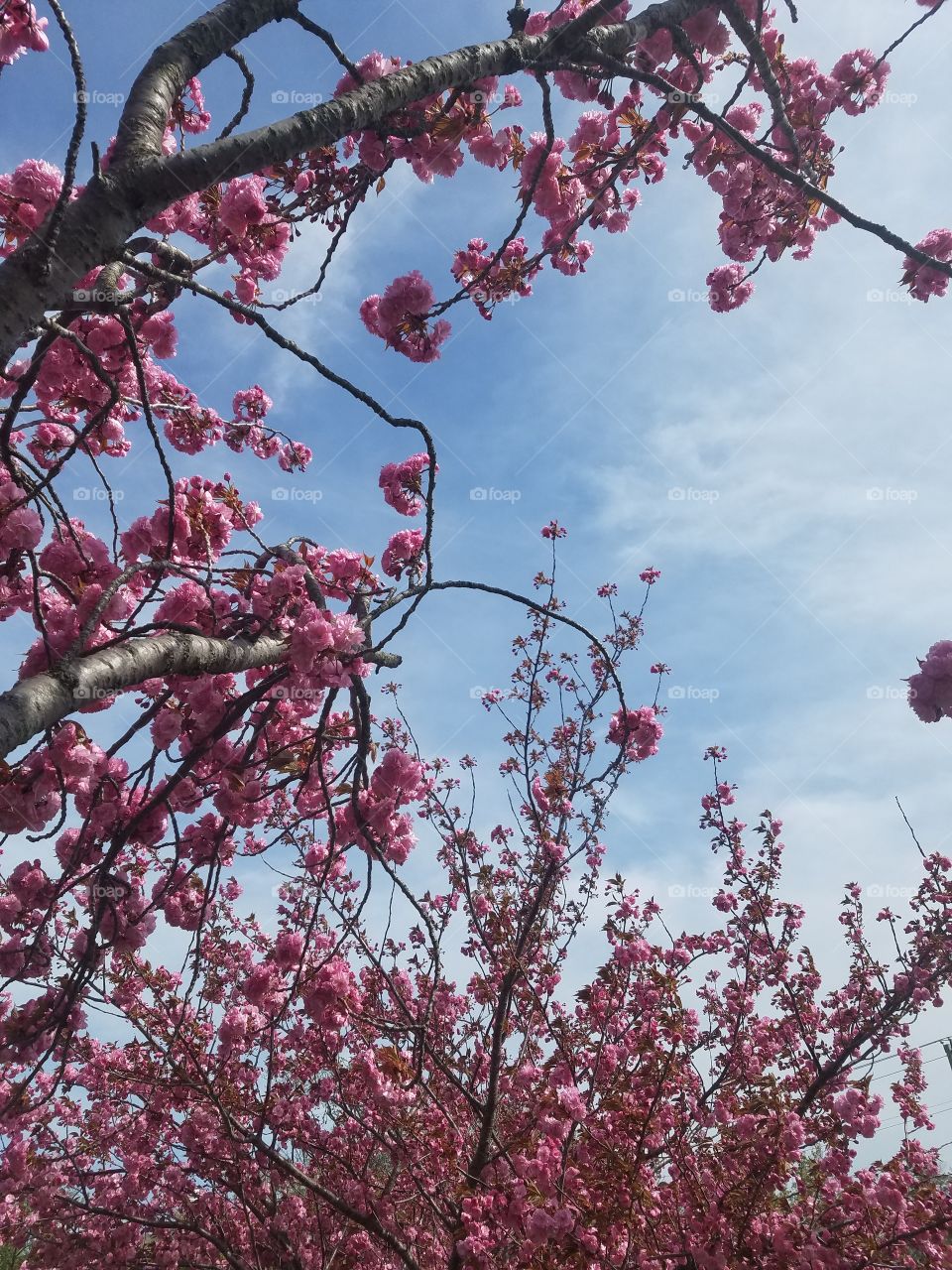 Branch, Cherry, Tree, Flower, Season