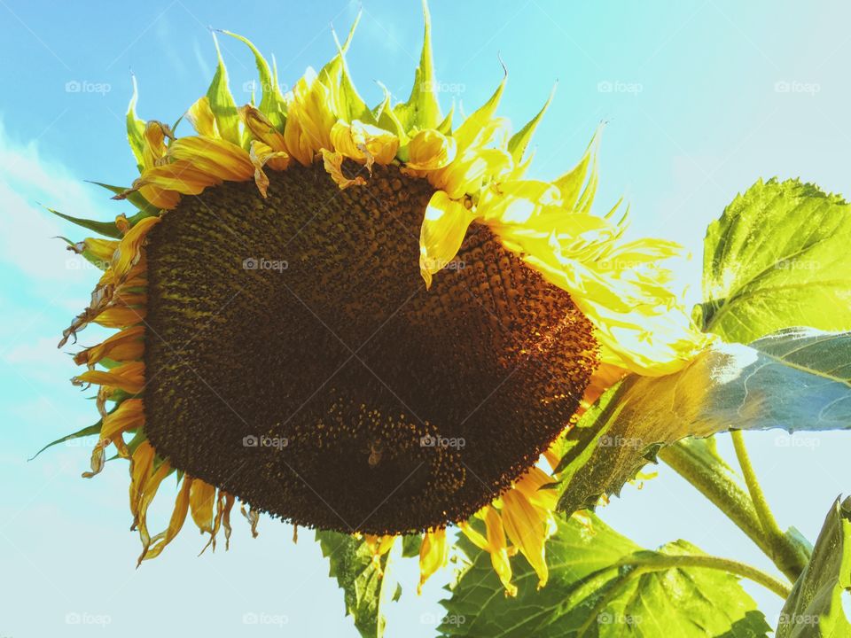 Sunflower against blue clear sky 