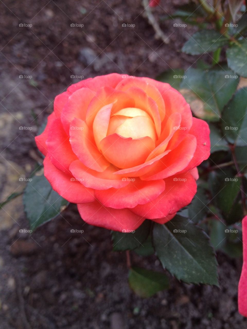 Mini pot rose