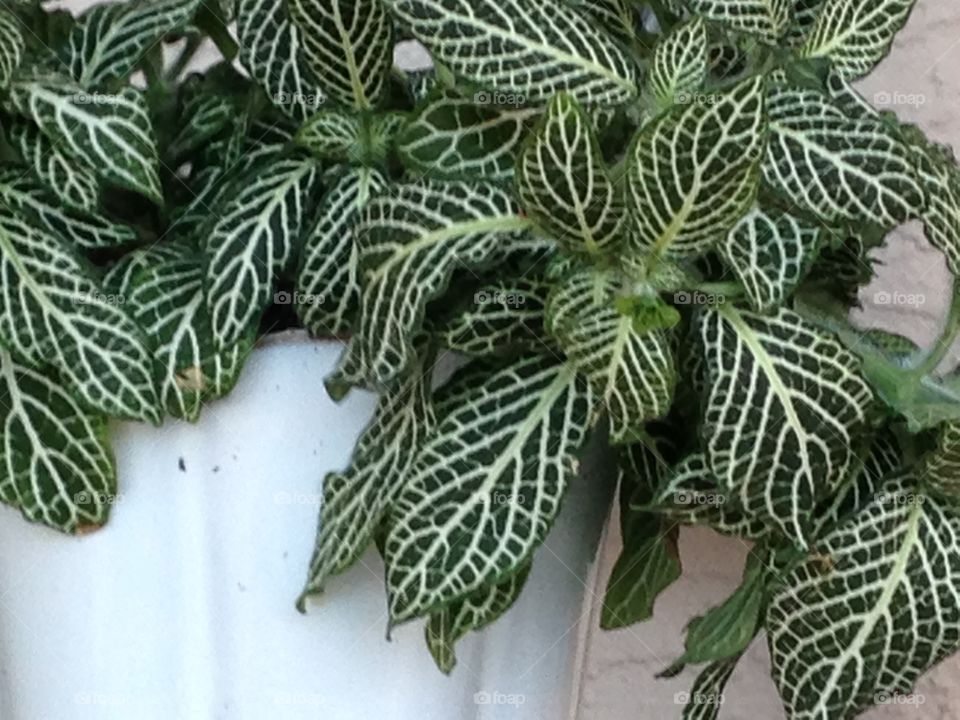 House plants in pots 