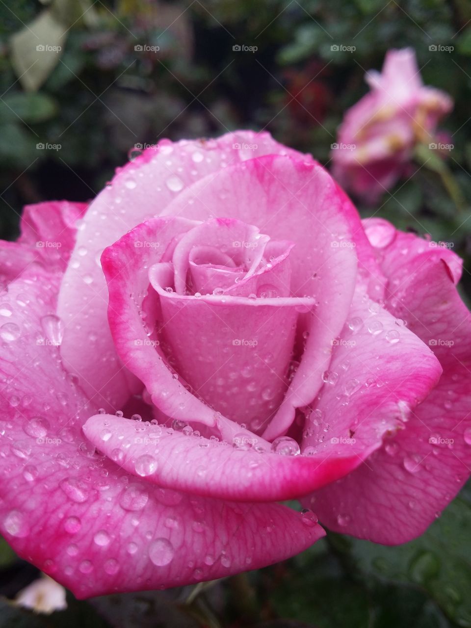 Pink Rose