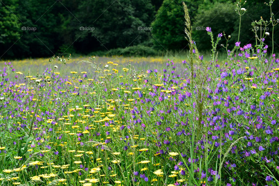 Wild flowers in a field