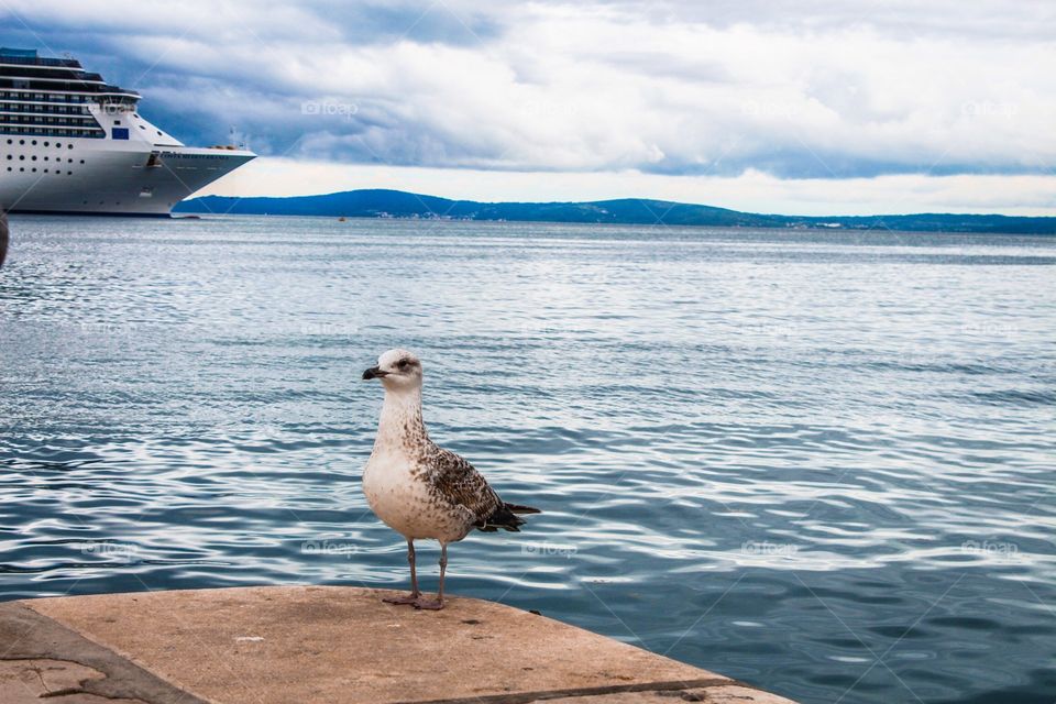 seagull in Croatia