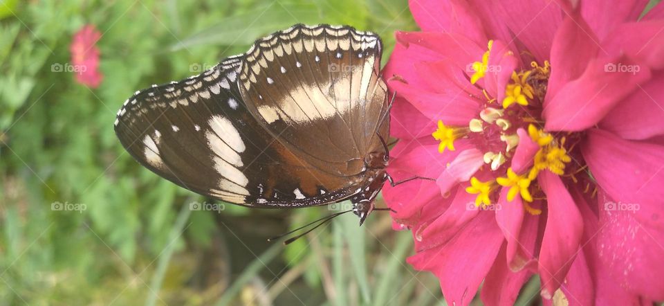 Beautiful butterfly on the flower