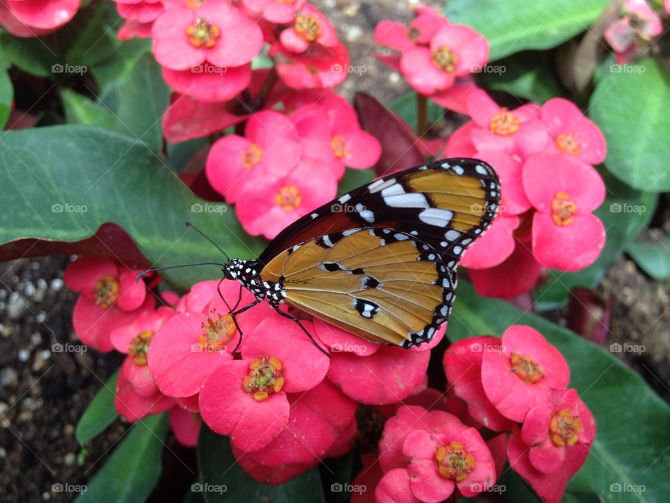Monarch butterfly on pink flower