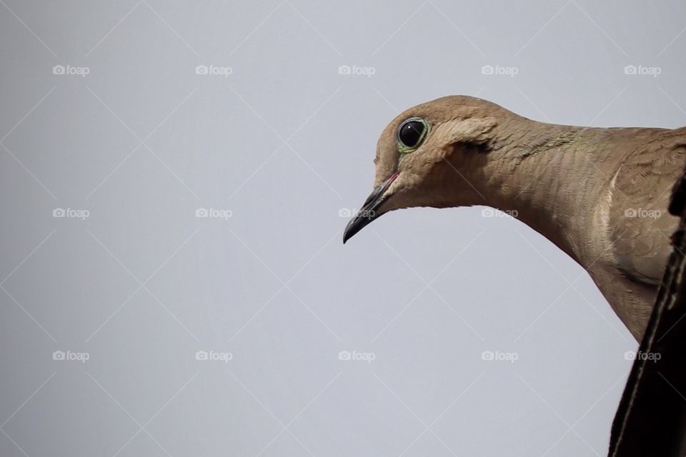 A beautifully colored mourning dove peeks over the edge of a rooftop in Ocean Beach, California 