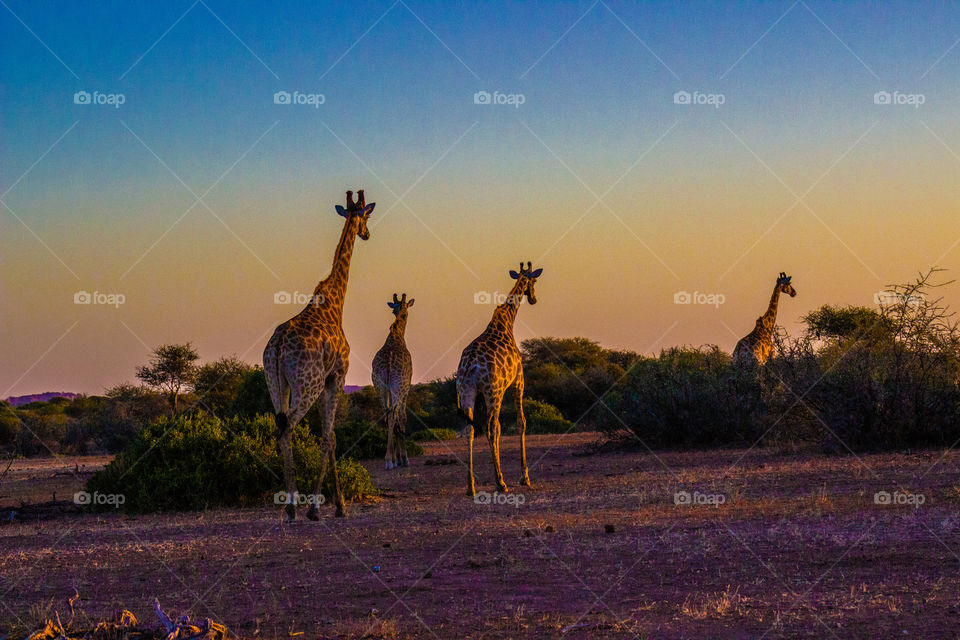 Heard of giraffe walking into the sunset