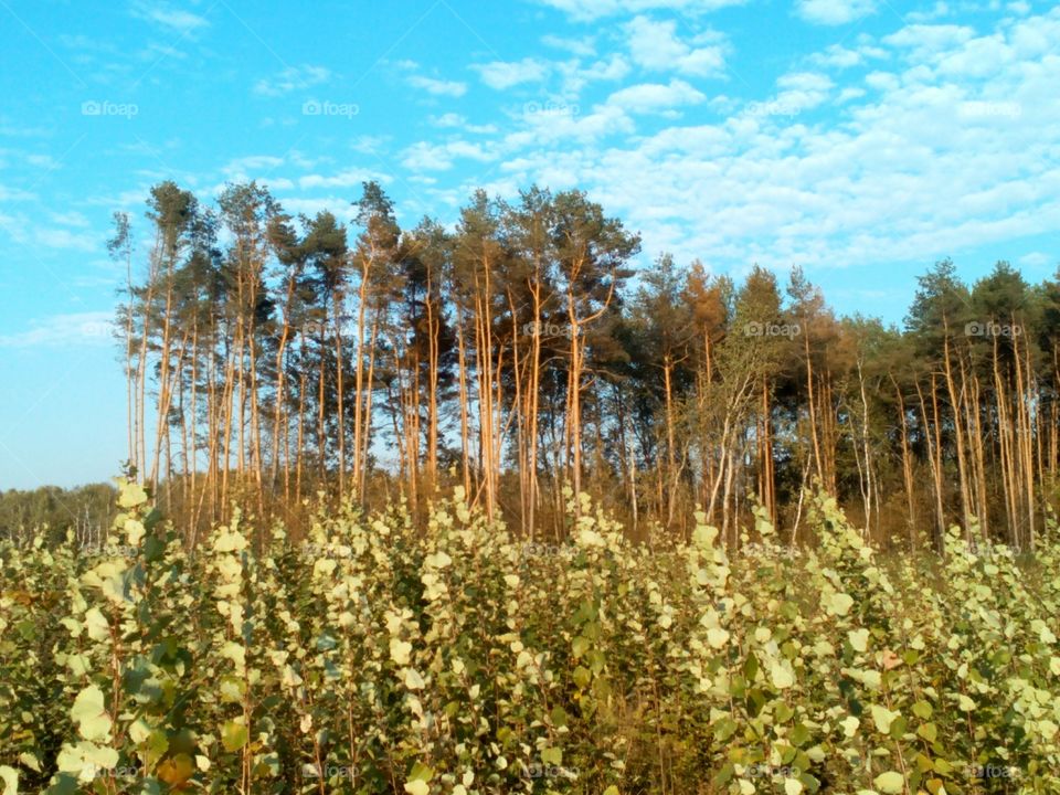 Nature, Landscape, Tree, Wood, No Person