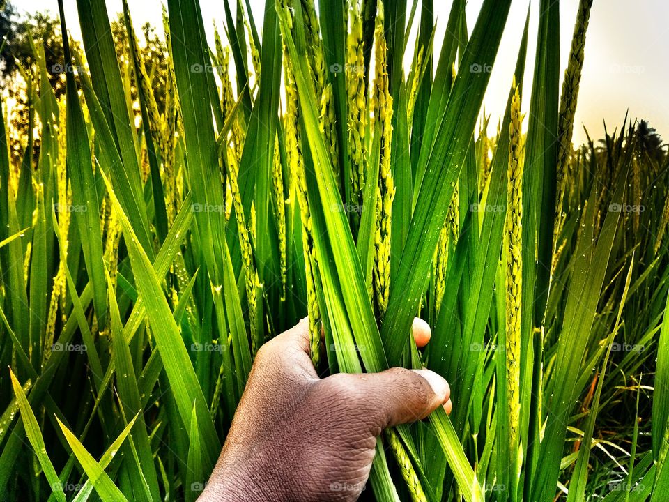 paddy fields