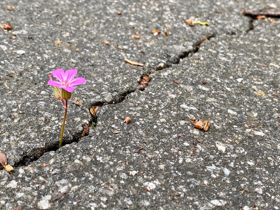 Life always find the way.