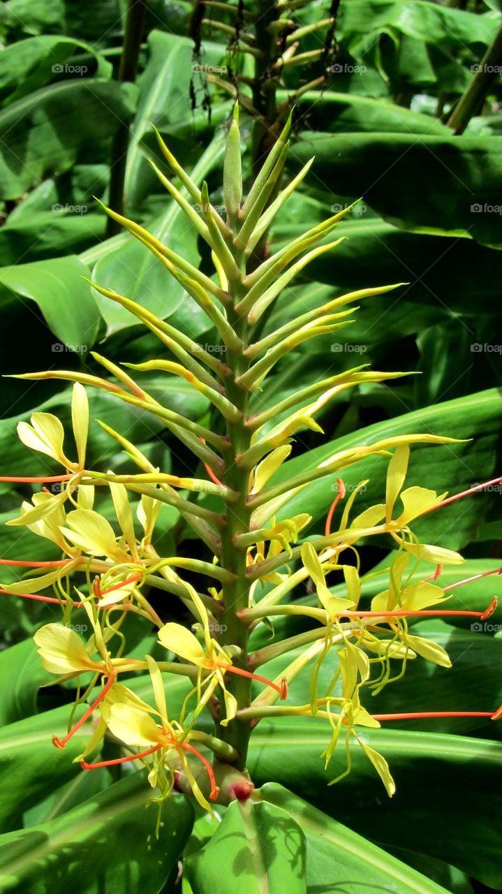 Ginger flower