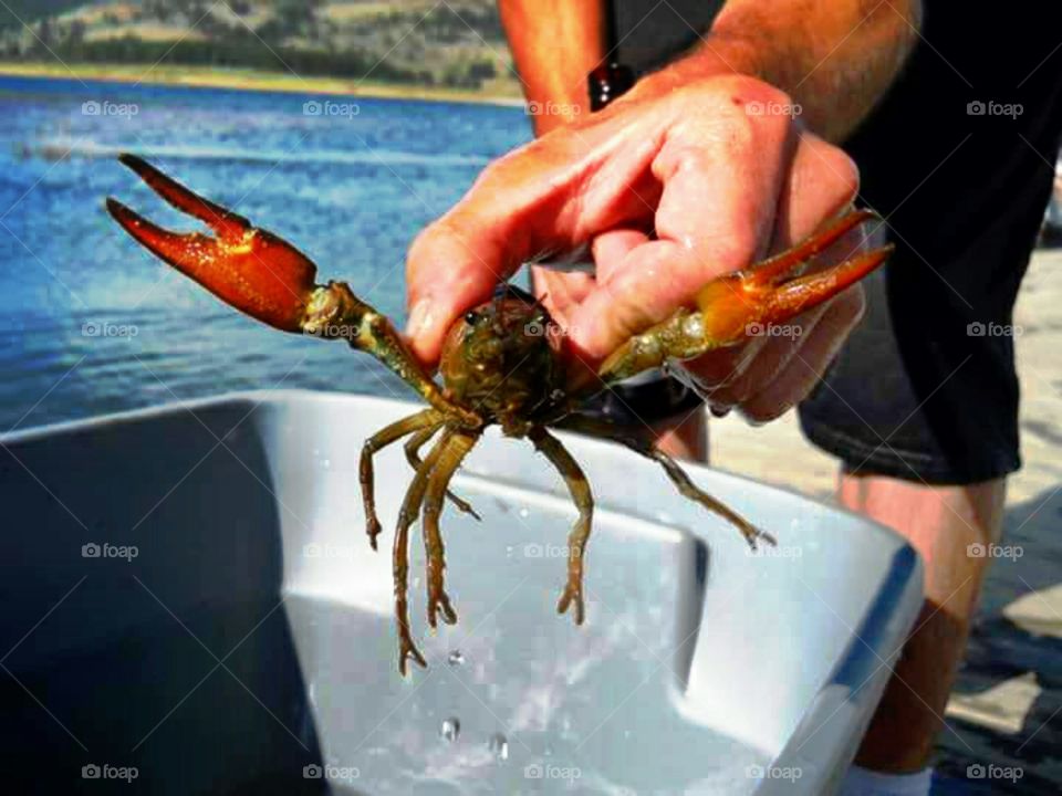 Crab, Crustacean, Lobster, Shellfish, Seafood