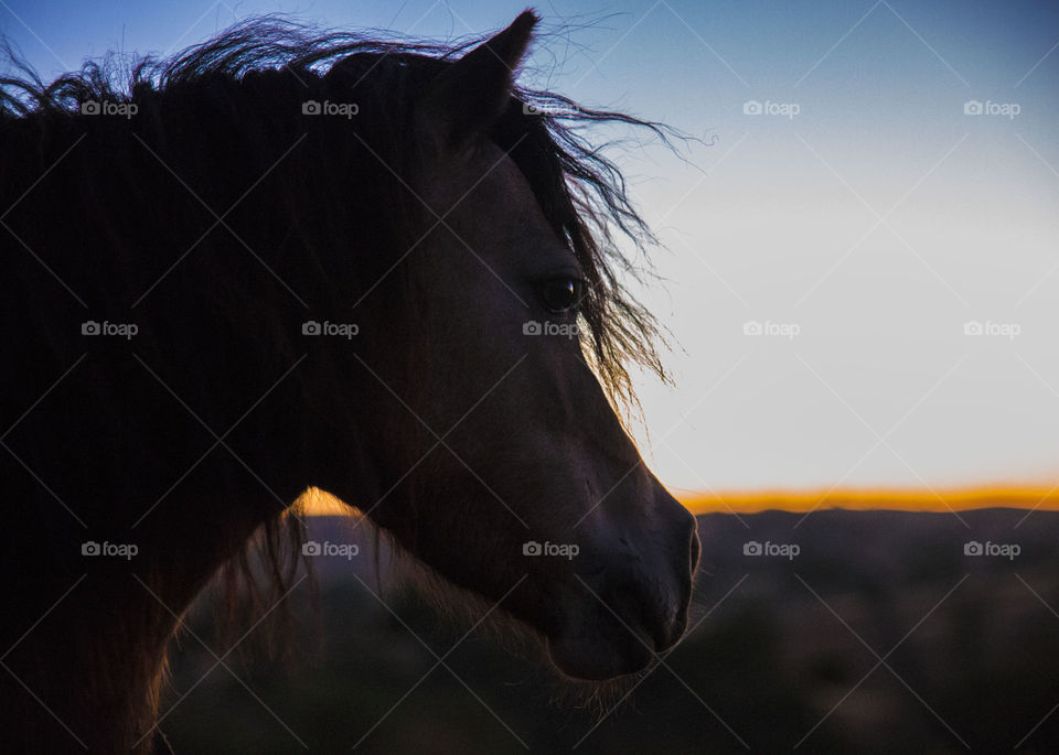 Mini horse Buttercup also has her territory 