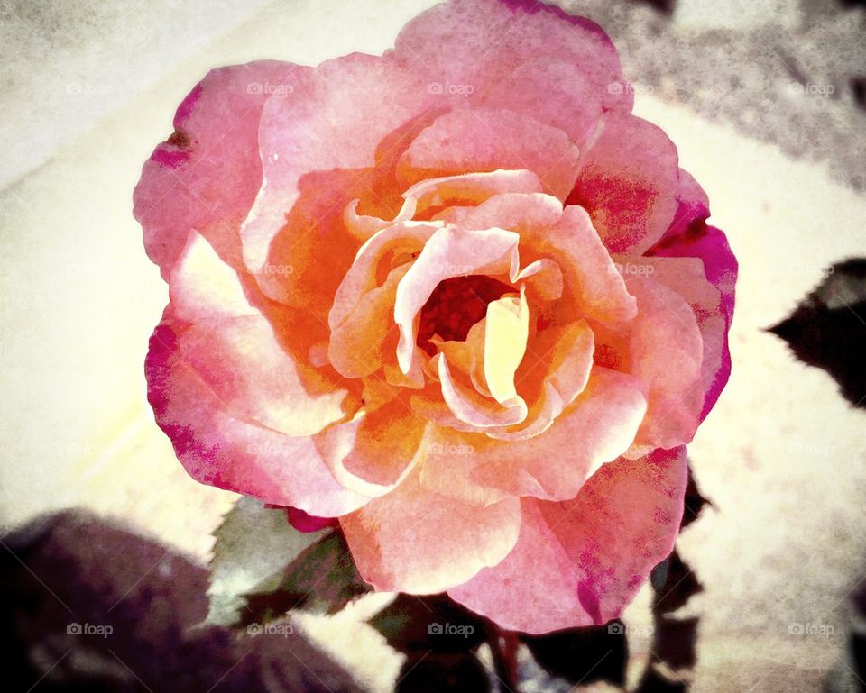 Spring Rose 