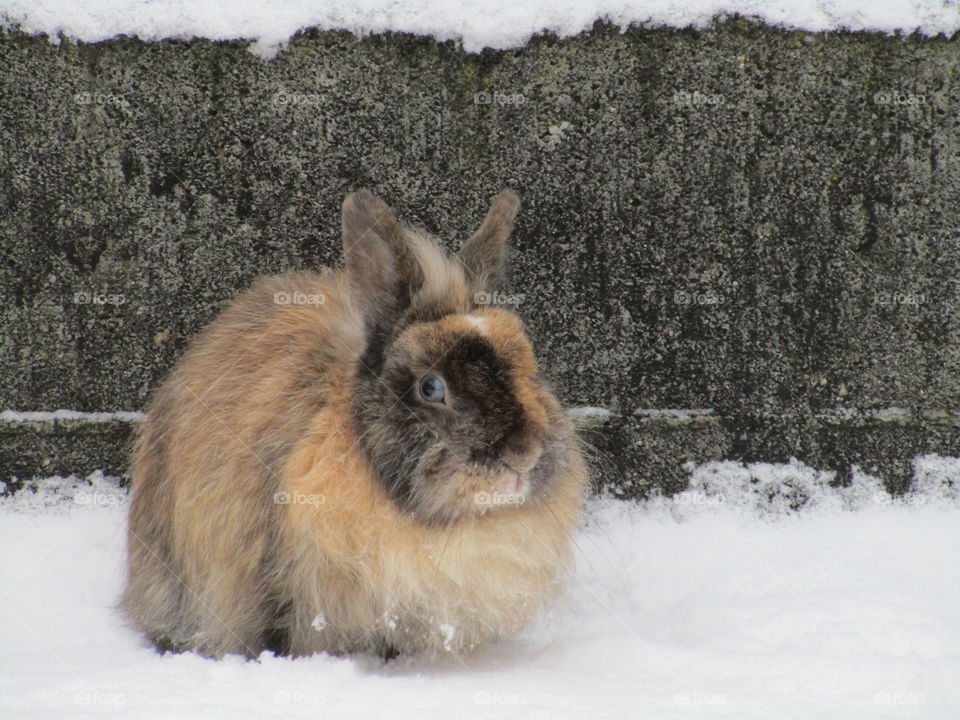 A rabbit on the snow