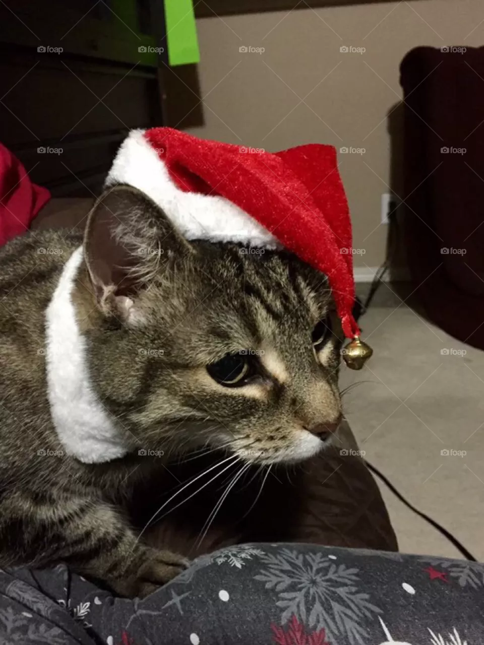 Santa Paws