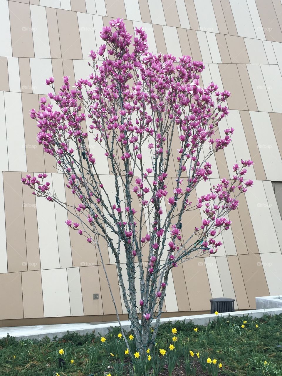 Cherry Blossom, outside of the Center for Civil And Human Rights, Downtown Atlanta.