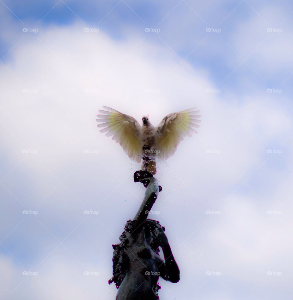 birds statue fountain australia by nautiflyer