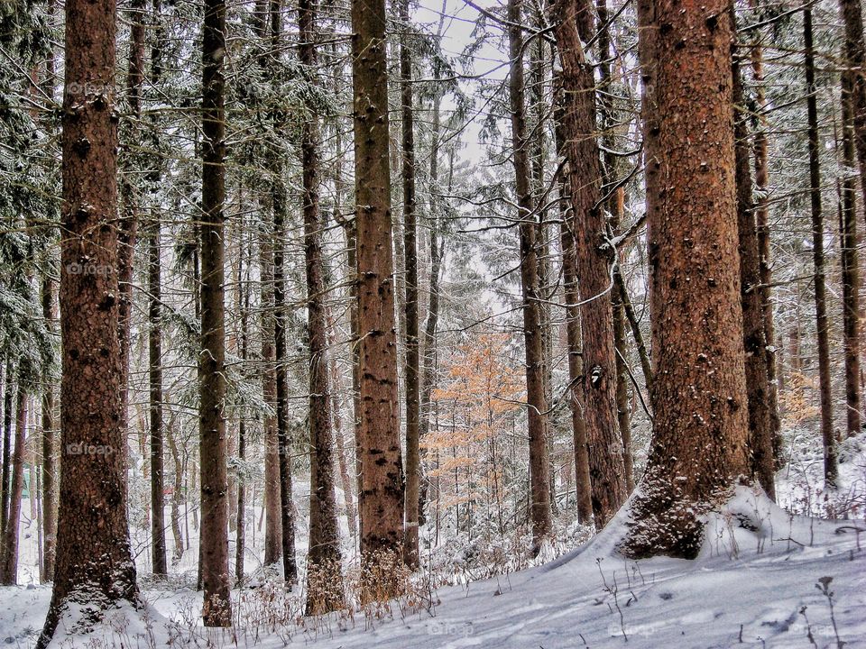 Beech and spruce trees