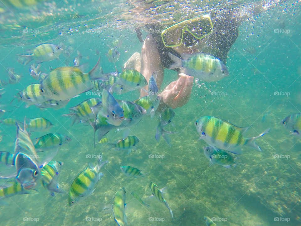 Underwater snorkeling with colorful fish in crystal water 