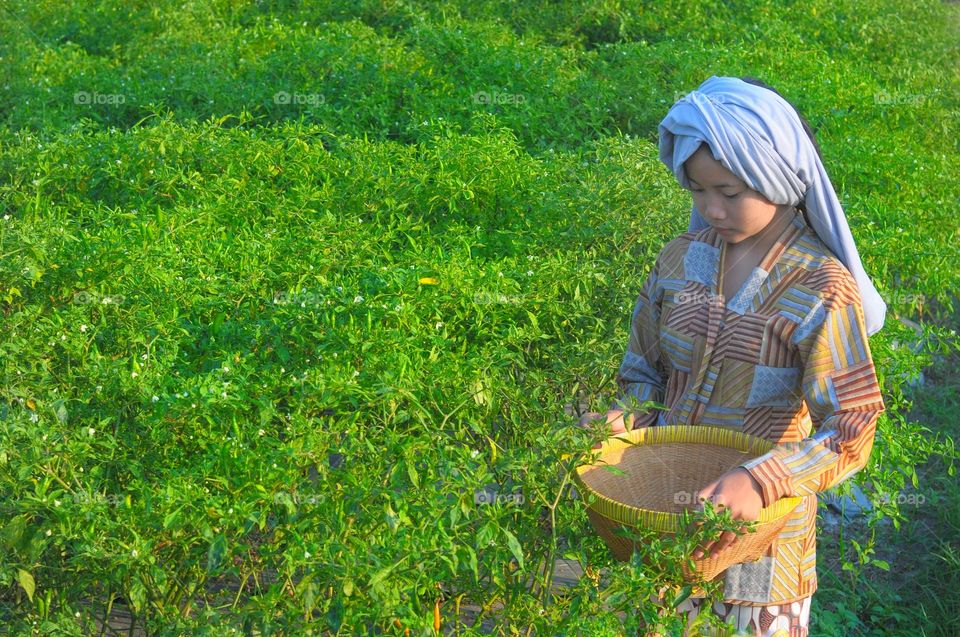 picking chilies