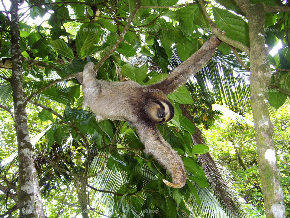 Sloth The folivores (Folivora) or phyophagous (Phyllophaga) are a suborder of mammals of the Pilosa order, commonly known as lazy or lazy. They are Neotropical animals of varying size (from 0.5 m to 1.7 m) endemic to the humid forests of Central and South America. The current species can be classified into two genera: the three-toed sloths (Bradypus, Bradypodidae) and the two-toed sloths (Choloepus, Megalonychidae), but more than 50 extinct genera are known.